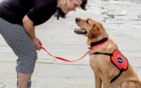 Can Dogs Hear Tinnitus?