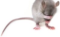 Mice control tips for you home
