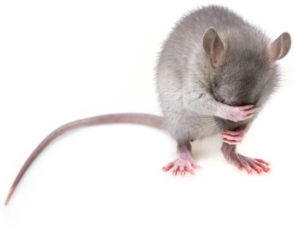 Mice control tips for you home