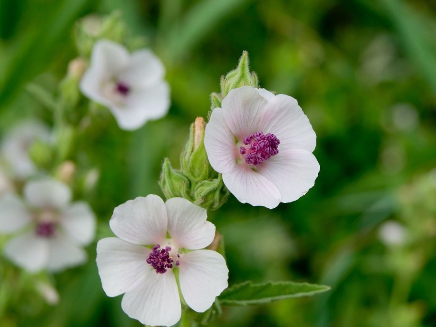 Unveiling the Marvels of the Marshmallow Plant