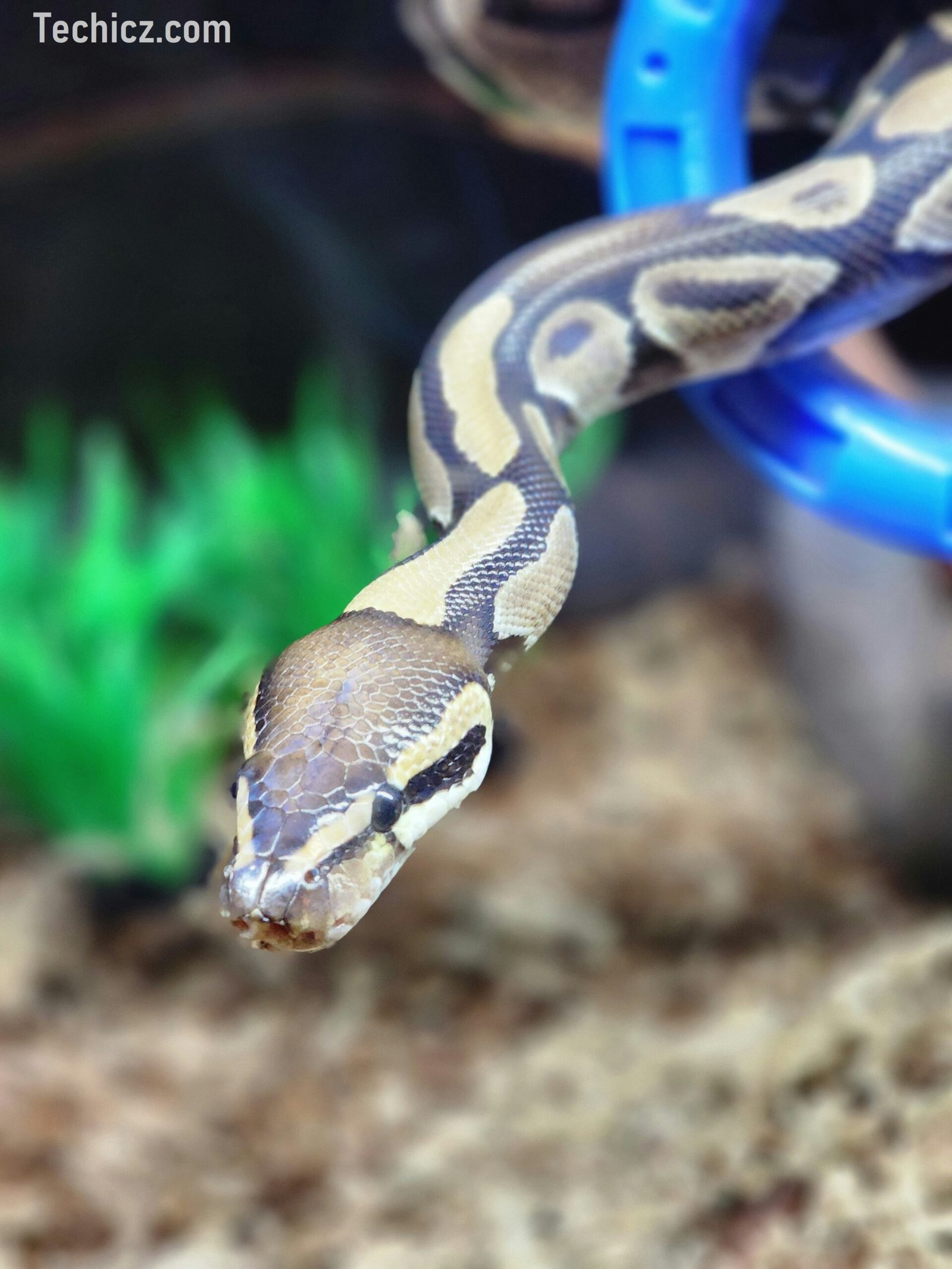 banana ball python